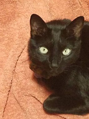 Turuncu havlu üzerinde siyah kedi