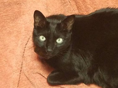 Turuncu havlu üzerinde siyah kedi