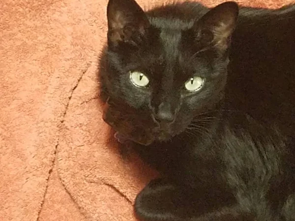 Turuncu havlu üzerinde siyah kedi