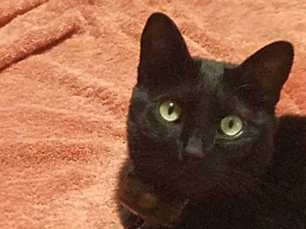 Черная Кошка Оранжевом Полотенце — стоковое фото