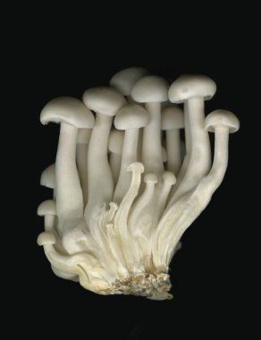 Yüksek kaliteli mantar tonu.