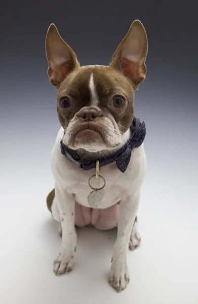 Boston Terrier Seduta Bronza — Foto Stock