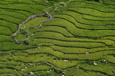 Sapa, Vietnam'da teraslı pirinç tarlaları. Pirinç tarlaları Kuzeybatı Vietnam'da hasat hazırlamak.