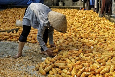 Bac Ha, Vietnam - 25 Ağustos: 25 Ağustos 2018 tarihinde Bac Ha, Vietnam'da mısır kurutma.