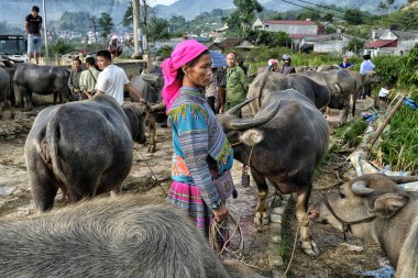 Bac ha, Vietnam-Ağustos 26, 2018: tanımlanamayan insanlar satın alma ve Pazar pazarında Buffalo satış 26 Ağustos, 2018 Bac ha, Vietnam.