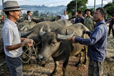 Bac ha, Vietnam-Ağustos 26, 2018: tanımlanamayan insanlar satın alma ve Pazar pazarında Buffalo satış 26 Ağustos, 2018 Bac ha, Vietnam.