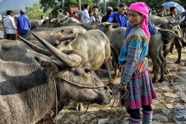 Bac ha, Vietnam-Ağustos 26, 2018: tanımlanamayan insanlar satın alma ve Pazar pazarında Buffalo satış 26 Ağustos, 2018 Bac ha, Vietnam.