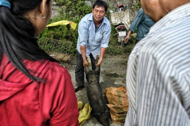 Bac Ha, Vietnam - August 26, 2018: Unidentified people buying and selling pigs at Sunday market on August 26, 2018 in Bac Ha, Vietnam. clipart