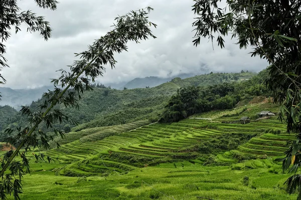 Campos Arroz Terrazas Sapa Vietnam Los Campos Arroz Preparan Cosecha — Foto de Stock