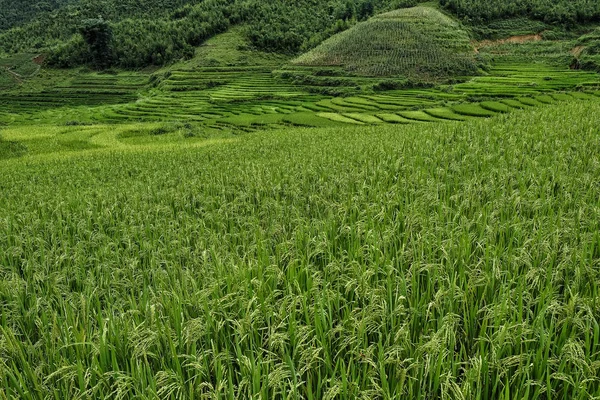 Campos Arroz Terrazas Sapa Vietnam Los Campos Arroz Preparan Cosecha — Foto de Stock