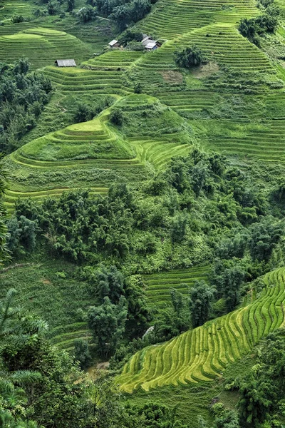 Campos Arroz Terrazas Sapa Vietnam Los Campos Arroz Preparan Cosecha — Foto de Stock