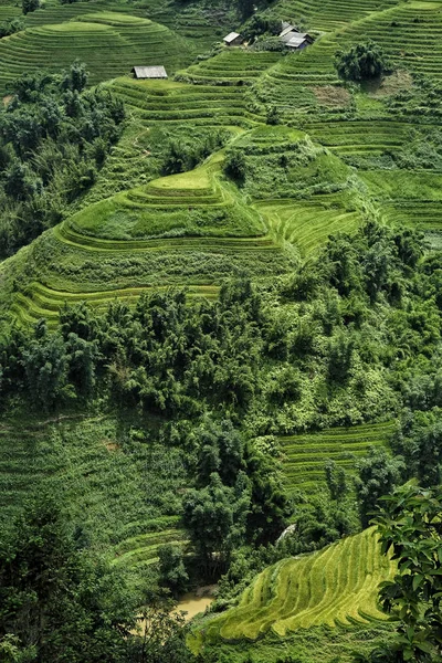 Campos Arroz Terrazas Sapa Vietnam Los Campos Arroz Preparan Cosecha — Foto de Stock