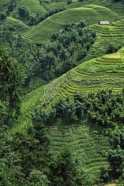 Campos Arroz Terrazas Sapa Vietnam Los Campos Arroz Preparan Cosecha — Foto de Stock