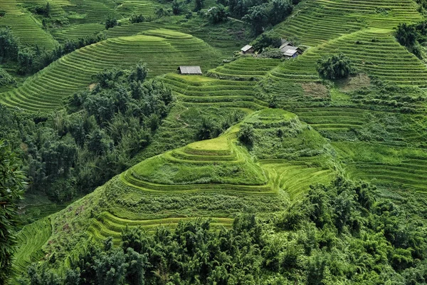 Rice Fields Terraced Sapa Vietnam Rice Fields Prepare Harvest Northwest — Stock Photo, Image
