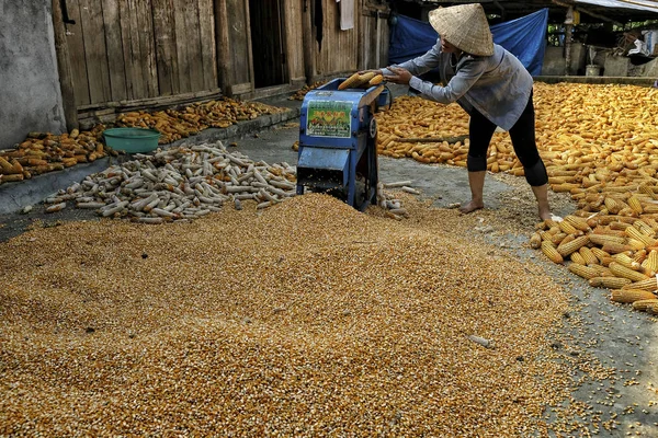 Bac Vietnam August Woman Drying Corn August 2018 Bac Vietnam — Stock Photo, Image