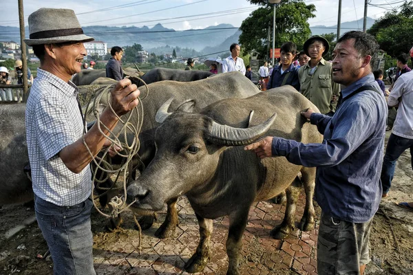 Bac Vietnam Augustus 2018 Ongeïdentificeerde Mensen Die Buffalo Kopen Verkopen — Stockfoto