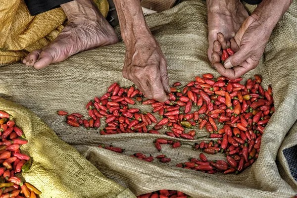 Alter Vietnamesischer Mann Verkauft Chilischoten Bac Vietnam — Stockfoto