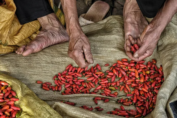 Oude Vietnamese Man Die Chili Pepers Verkoopt Bac Vietnam — Stockfoto