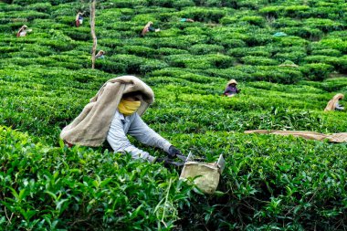 Wayanad, Hindistan - Haziran 2020: Wayanad, Kerala, Hindistan 'da 16 Haziran 2020 tarihinde bir tarlada çay yaprağı toplayan bir kadın.