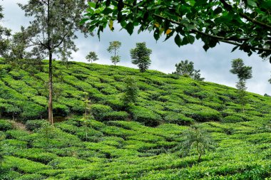 Wayanad 'daki çay çiftliği, Kerala, Hindistan.