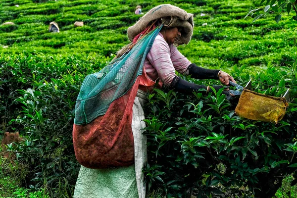 Wayanad Indien Juni 2020 Eine Frau Sammelt Teeblätter Auf Einer — Stockfoto