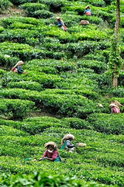 Wayanad India June 2020 Women Collecting Tea Leaves Plantation June — 图库照片