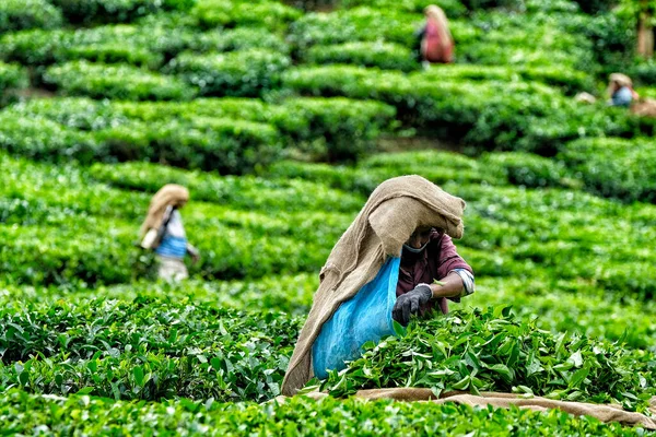 Wayanad Indien Juni 2020 Eine Frau Sammelt Teeblätter Auf Einer — Stockfoto