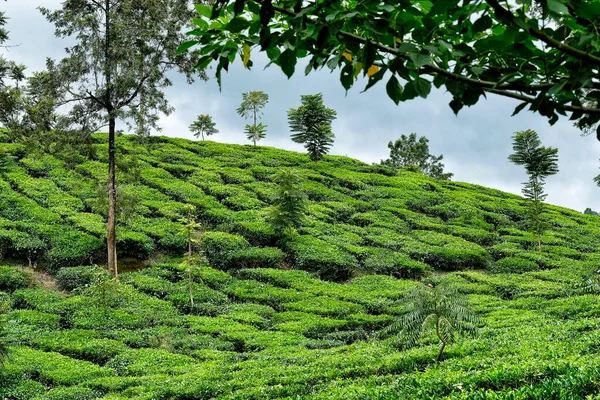 Teeplantage Wayanad Kerala Indien — Stockfoto