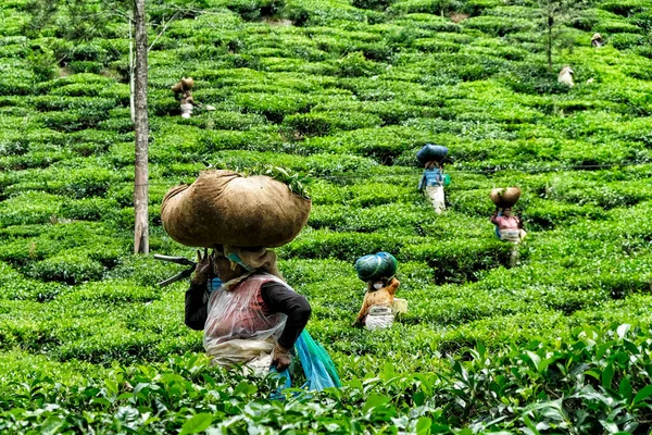 Wayanad Indien Juni 2020 Eine Frau Sammelt Teeblätter Auf Einer — Stockfoto