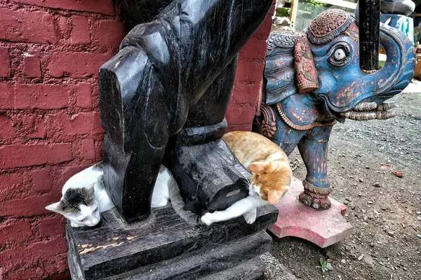Dos Gatos Jugando Pie Una Estatua Fort Kochi Kerala India — Foto de Stock