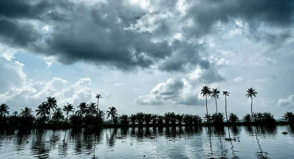 Silhuett Palmer Bakvattnet Alleppey Kerala Indien — Stockfoto