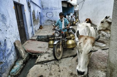 Bundi, Hindistan - Ağustos 2020: 10 Ağustos 2020 'de Bundi, Rajasthan' daki eski Bundi kasabasında sokak sütçüleri. Hindistan