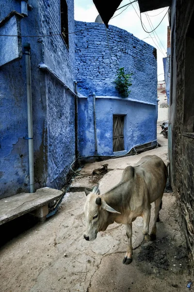 インドのラジャスタン州ブンディの旧市街を歩いている牛 — ストック写真