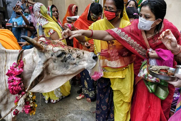 Jodhpur India Agosto 2020 Donne Che Fanno Offerta Una Mucca Immagini Stock Royalty Free