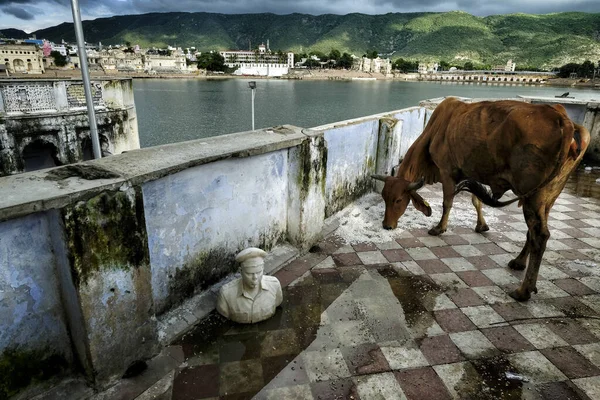 Eine Kuh Einem Ghat Pushkar See Einem Hinduistischen Wallfahrtsort Der — Stockfoto