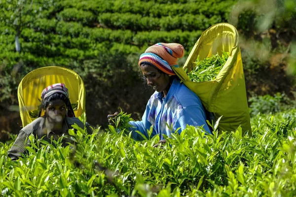 Nuwara Eliya Sri Lanka Januar 2020 Zwei Frauen Pflücken Teeblätter — Stockfoto