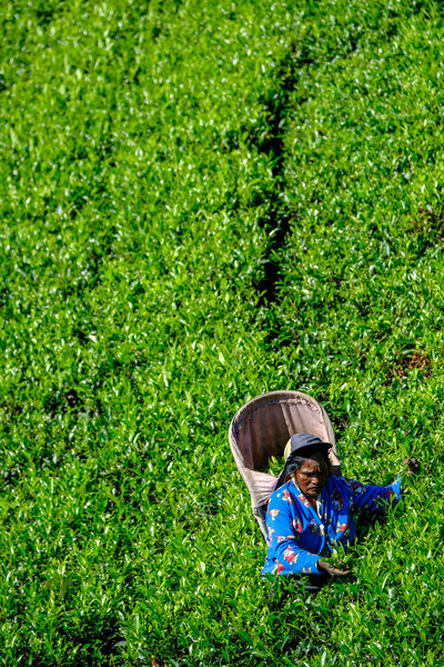 Нувара Элия, Шри-Ланка - Январь 2020: Женщина собирает чайные листья на чайной плантации 24 января 2020 года в Нувара Элия, Шри-Ланка.