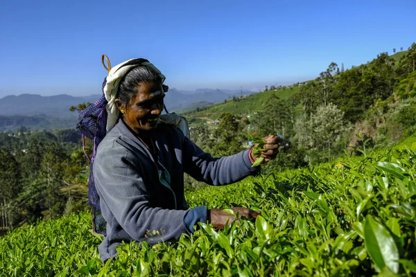 Nuwara Eliya Sri Lanka Januar 2020 Frau Pflückt Teeblätter Auf — Stockfoto