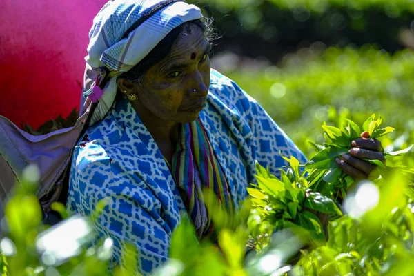 Nuwara Eliya Sri Lanka Januar 2020 Frau Pflückt Teeblätter Auf — Stockfoto