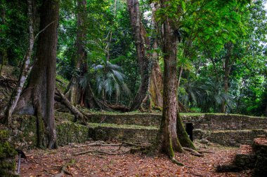 Palenque, Mexico - March 25, 2025: Palenque archaeological site in Palenque, Chiapas, Mexico.
