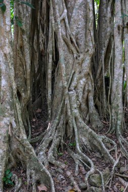 Orange Walk, Belize - 30 Mayıs 2025: Orange Walk, Belize 'deki Lamanai Arkeolojik Rezervindeki Ağaçlar.