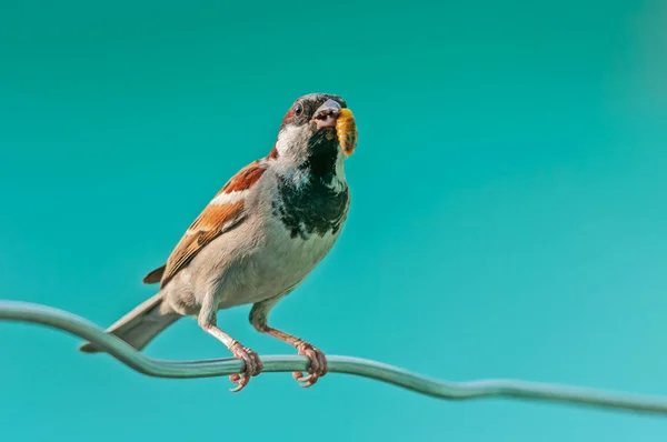 House sparrow with caterpillar on wire