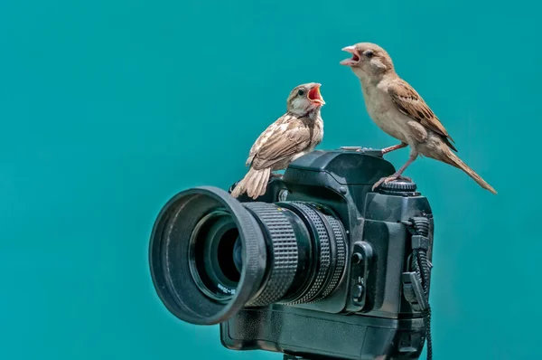 House sparrow with chick on camera