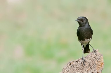 Ağaç gövdesinde oturan Pied Bush sohbeti