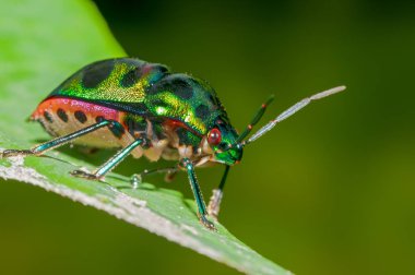 Basit arkaplanı olan bir yaprağın üzerindeki mücevher böceği