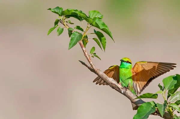 Aterrizaje Perfecto Del Abejero Verde Arbusto — Foto de Stock