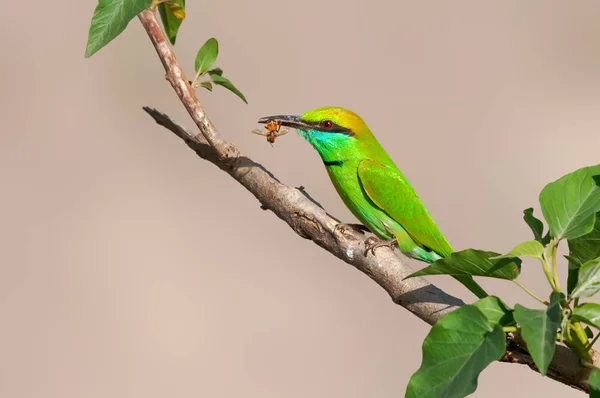 Abelha Verde Comedor Caçar Dia Quente — Fotografia de Stock