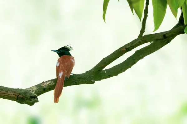 Asiatisches Paradies Fliegenschnäpper Auf Einem Baumbarsch — Stockfoto