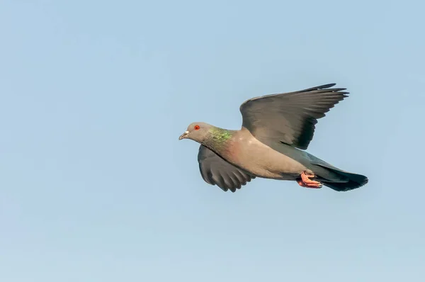 Seitenansicht Der Wilden Taube Die Der Luft Gleitet — Stockfoto