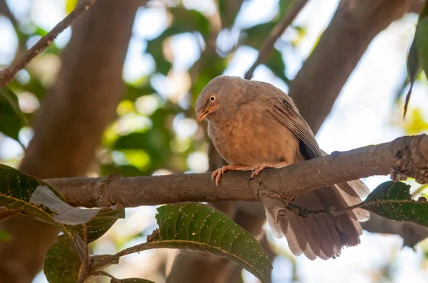 Babbler Selva Sentado Una Rama Árbol Que Parece Serio — Foto de Stock